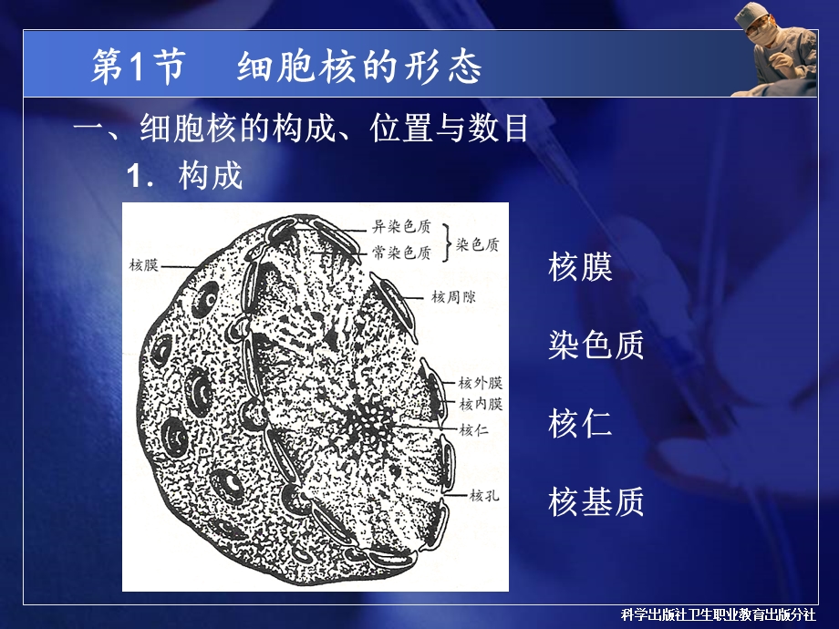 第4章细胞核.ppt_第3页