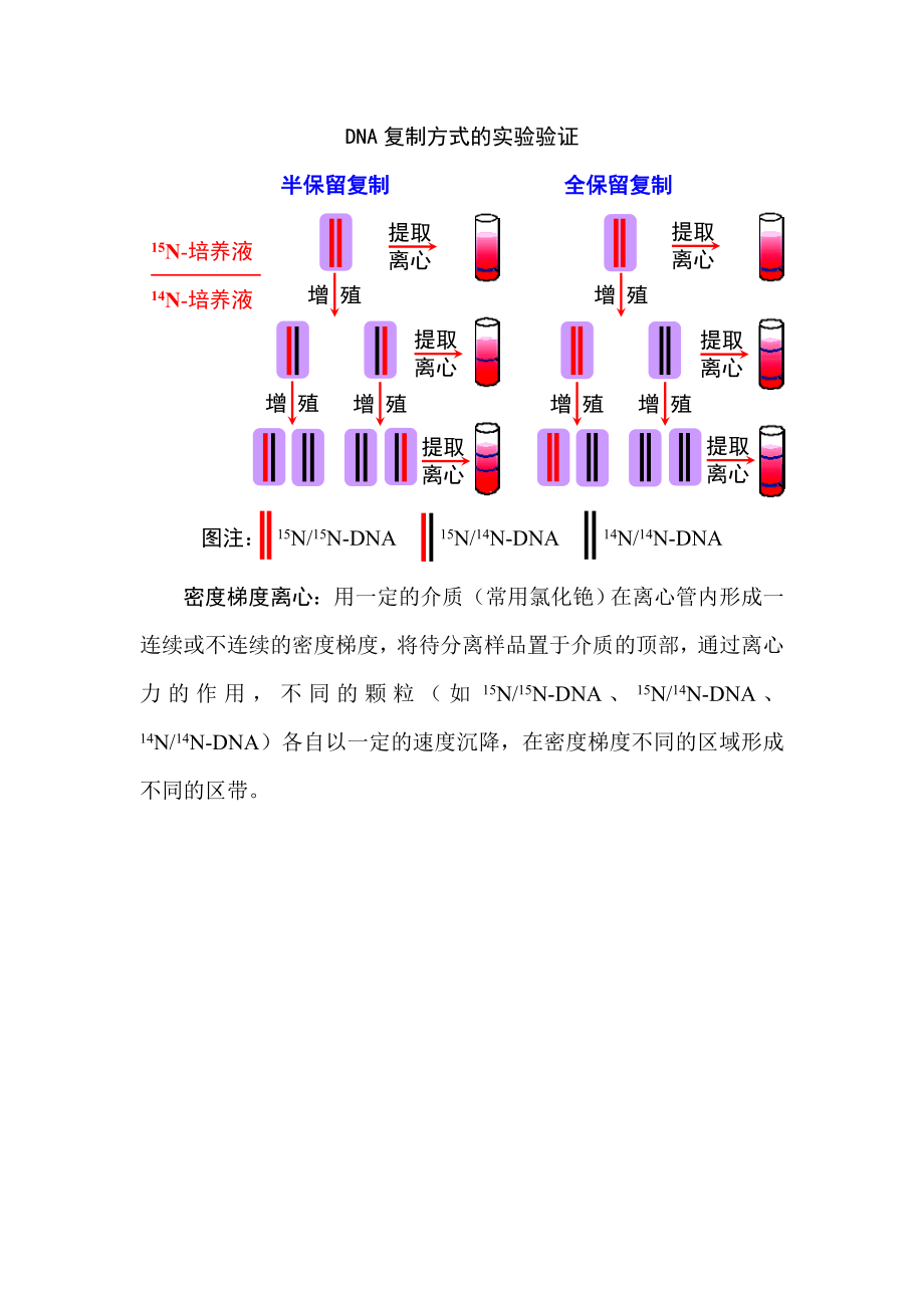 DNA复制方式的实验验证.doc_第1页