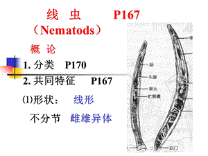 线虫概论蛔虫鞭虫.ppt