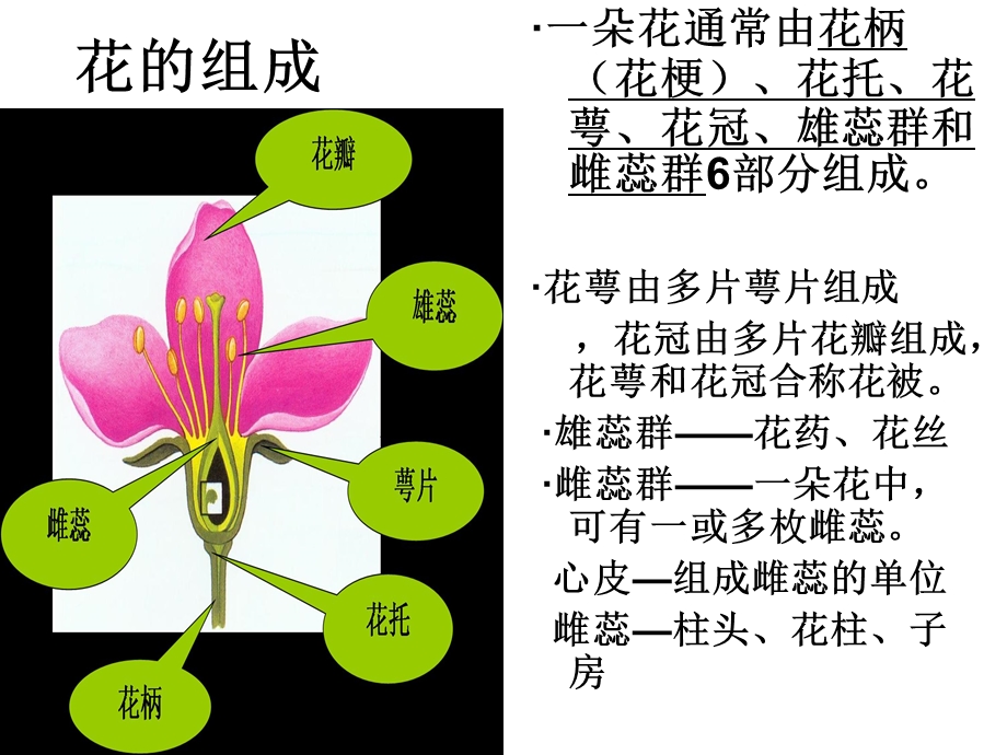 植物的繁殖2.ppt_第1页