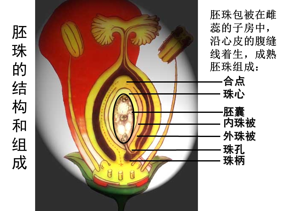 植物的繁殖2.ppt_第2页