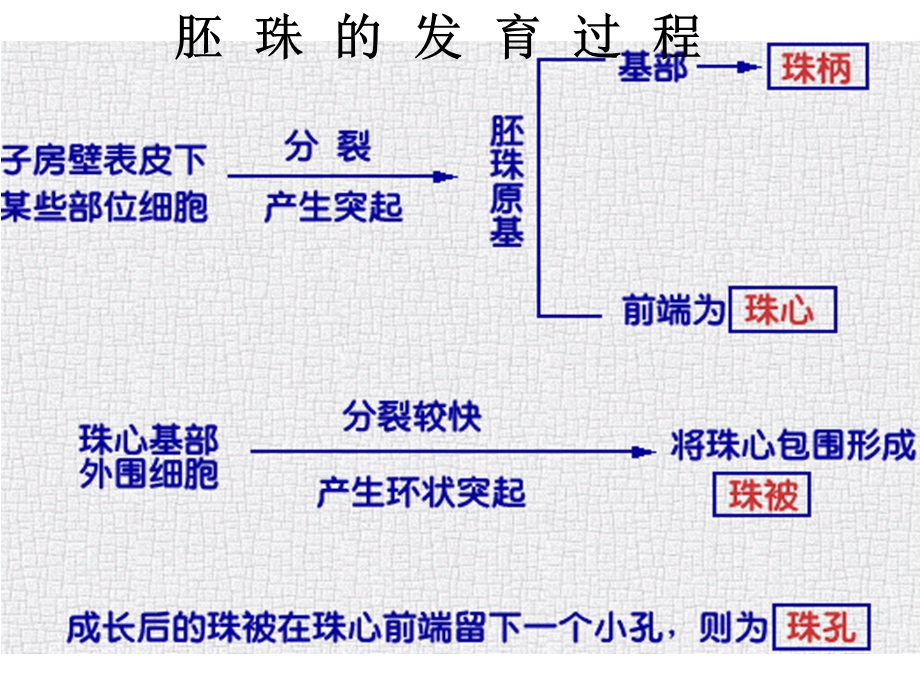 植物的繁殖2.ppt_第3页