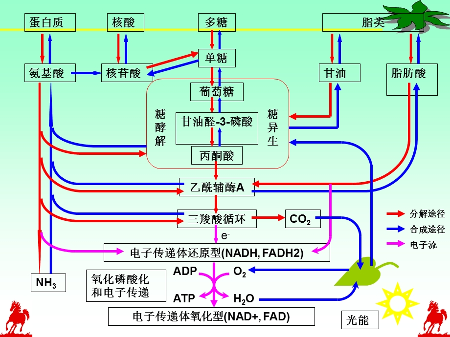 第七章新陈代谢总论.ppt_第3页