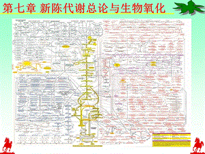 第七章新陈代谢总论.ppt