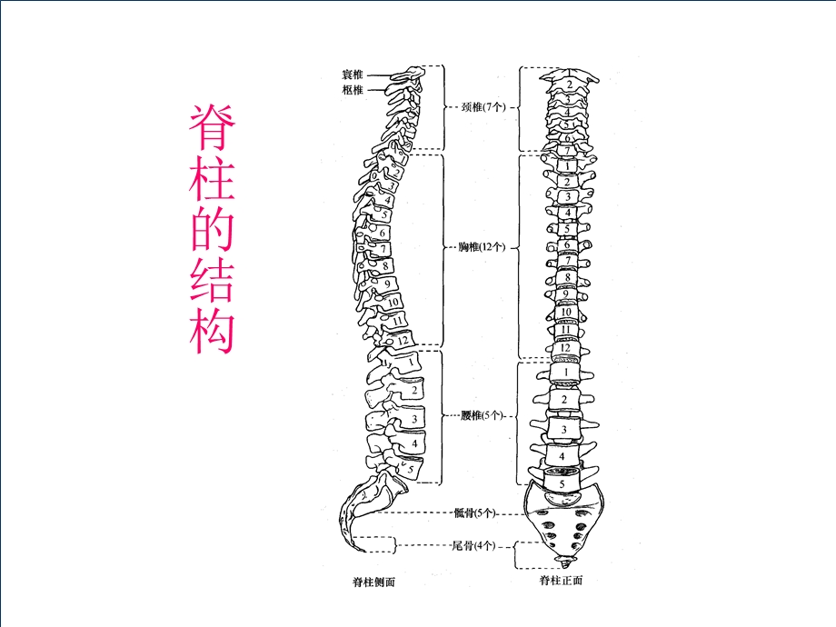 第十六章2B脊髓损伤的康复评定.ppt_第3页