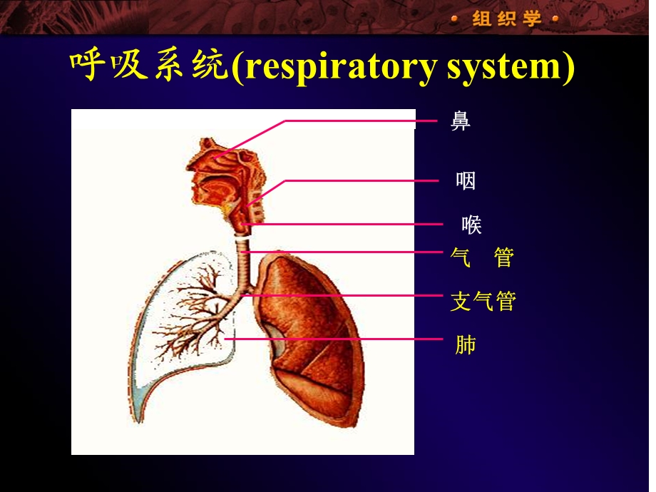 呼吸系统respiratorysystem.ppt_第1页