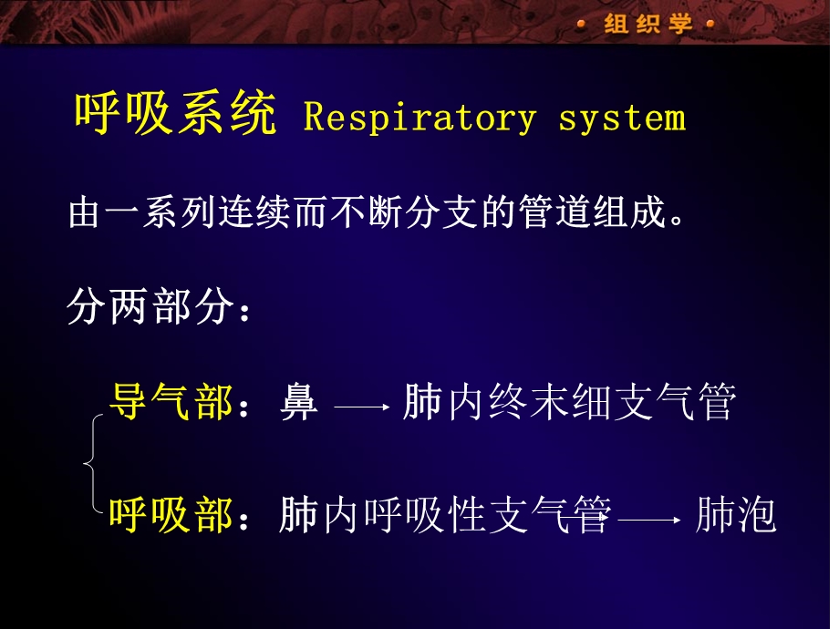 呼吸系统respiratorysystem.ppt_第2页