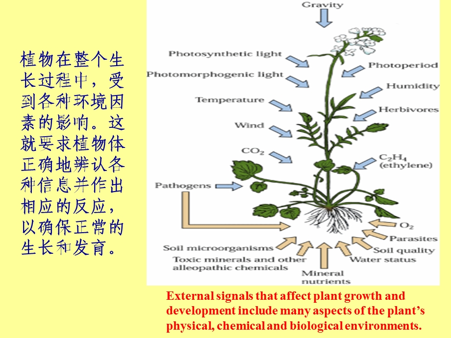 胞内信号传导.ppt_第2页