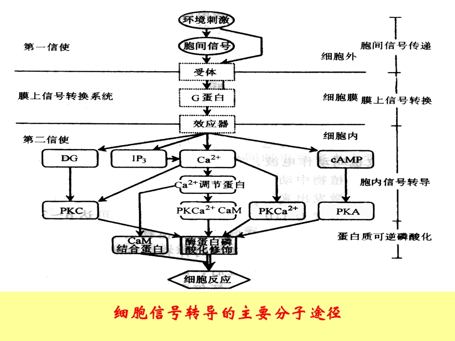 胞内信号传导.ppt_第3页