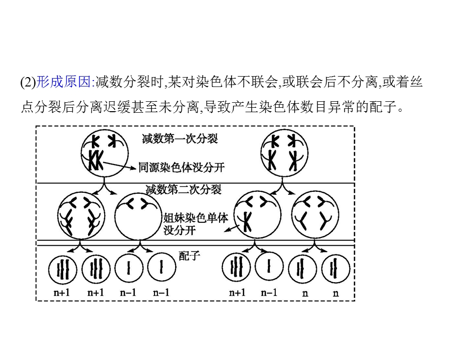 离迟缓甚至未分离导致产生染色体数目异常的配子.ppt_第1页