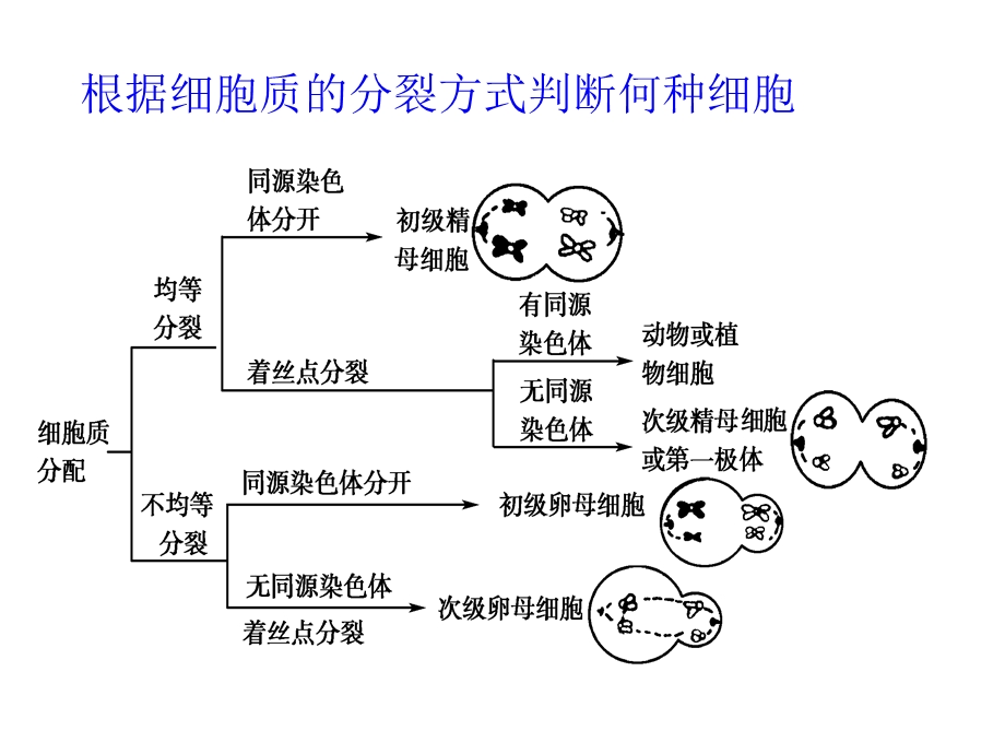 离迟缓甚至未分离导致产生染色体数目异常的配子.ppt_第2页