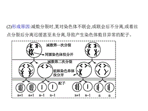 离迟缓甚至未分离导致产生染色体数目异常的配子.ppt