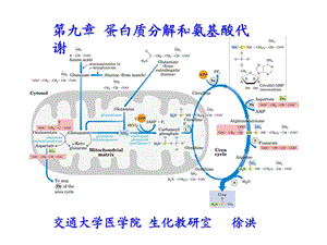 第九章蛋白质分解和氨基酸代谢.ppt