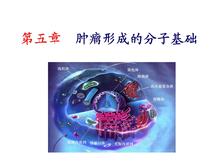 肿瘤形成的分子基础.ppt_第1页