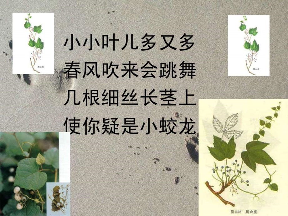 爬山虎的脚优秀课件.ppt_第2页