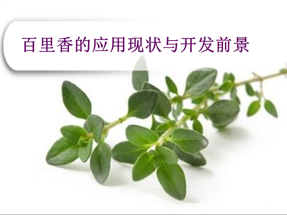 百里香的作用.ppt_第1页