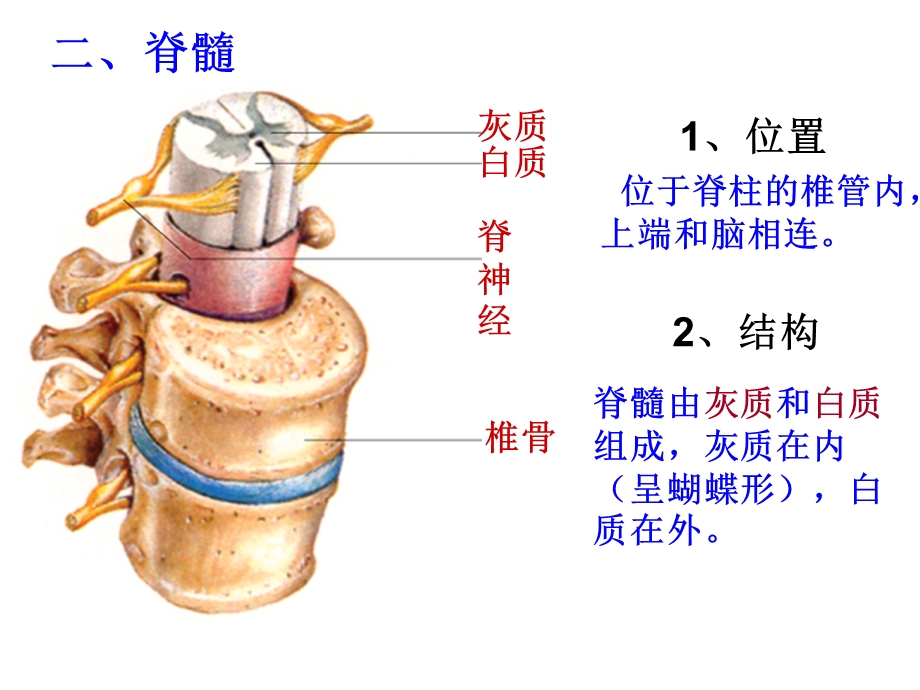 第二节神经调节的结构基础2.ppt_第3页