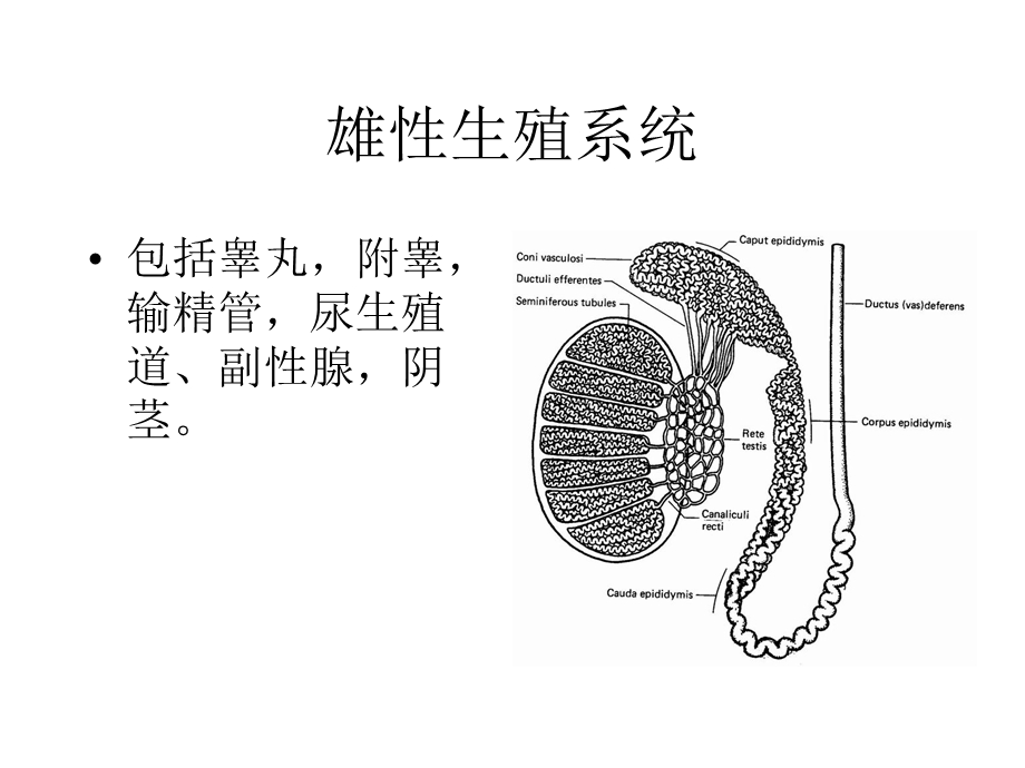 雄性生殖系统.ppt_第1页