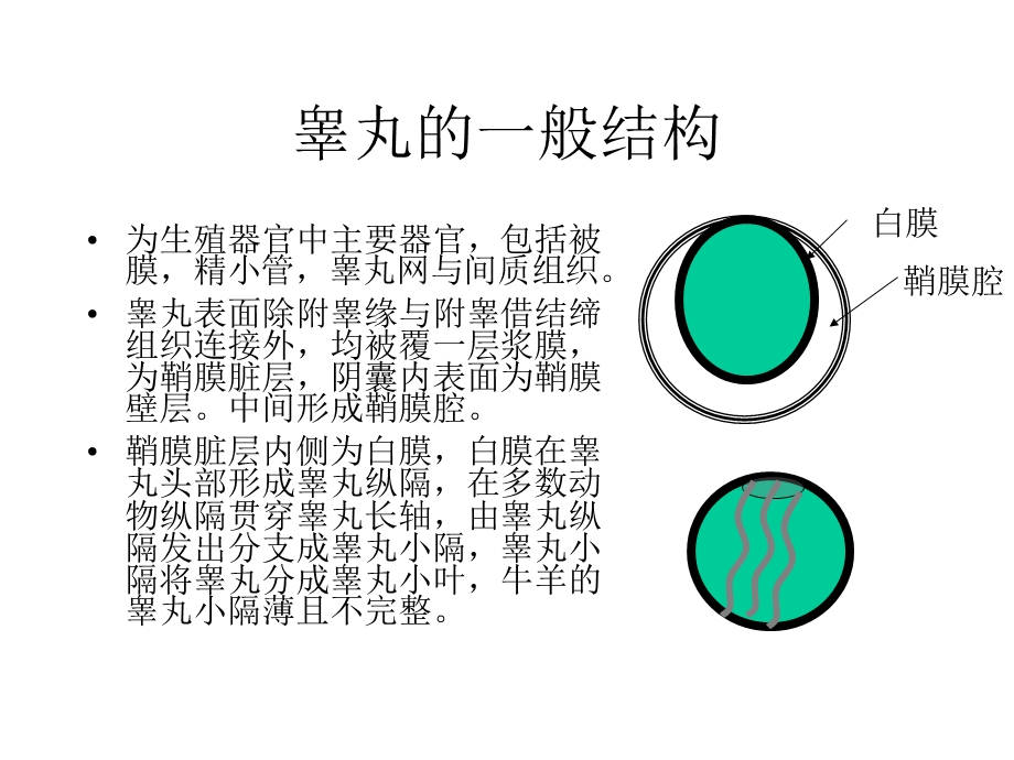 雄性生殖系统.ppt_第2页