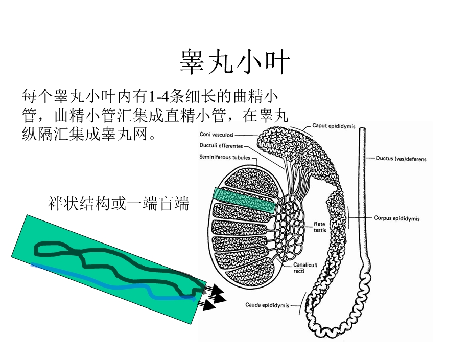 雄性生殖系统.ppt_第3页