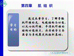 第四章肌组织.ppt