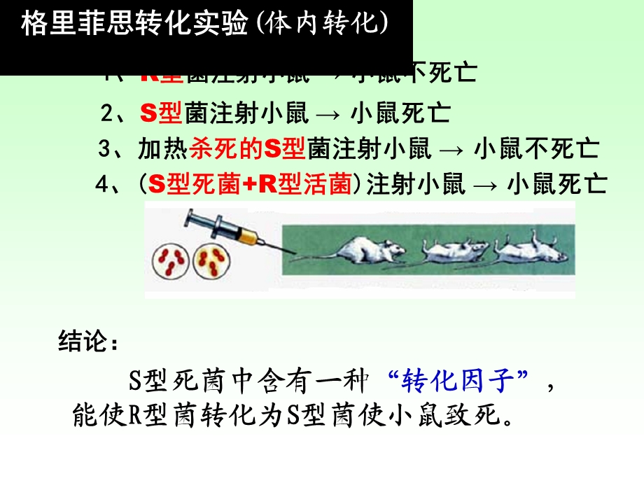 遗传物质的基础.ppt_第3页