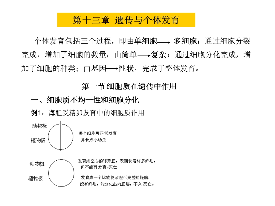 个体发育包括三个过程.ppt_第1页