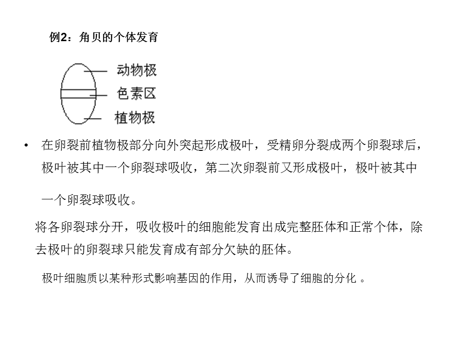 个体发育包括三个过程.ppt_第2页