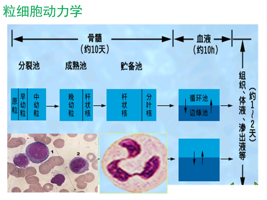 白细胞减少.ppt_第3页