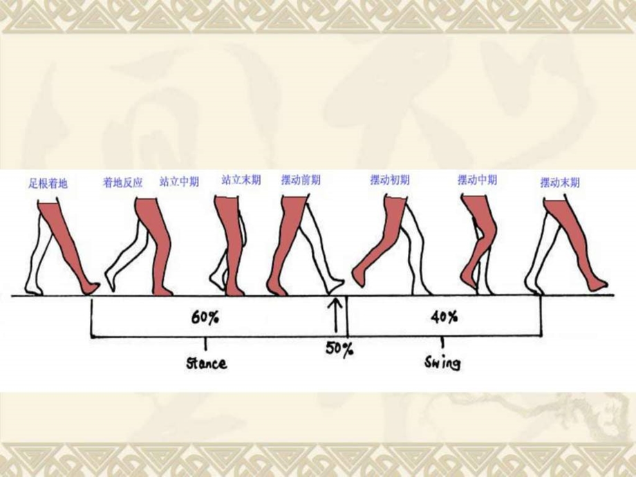 步行周期图文.ppt.ppt_第3页