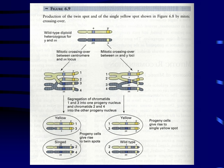 分子遗传学5连锁交换基因作图B.ppt_第3页