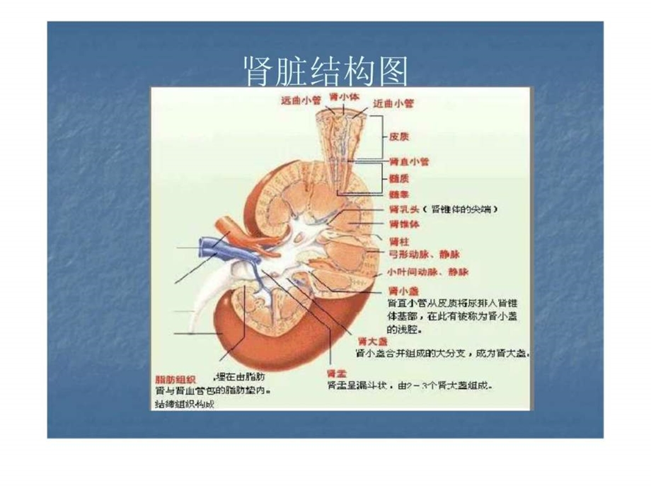 肾病综合征与肾炎综合征.ppt.ppt_第2页