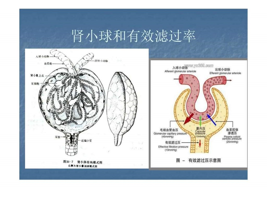 肾病综合征与肾炎综合征.ppt.ppt_第3页