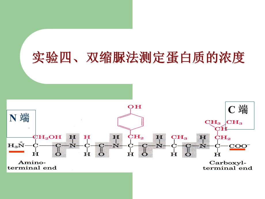 经典蛋白含量测定方法比较及双缩脲法实验步骤简介.ppt_第1页