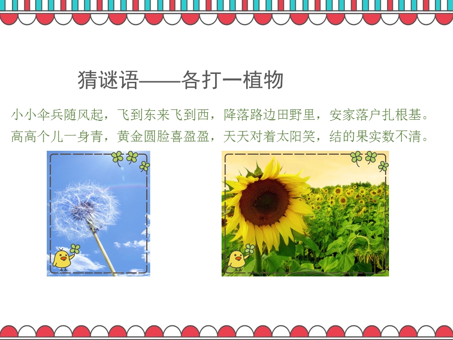 三年级学写一种植物.ppt_第2页