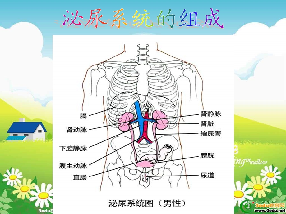 一节尿的形成和排出天秀中学陈献雄.ppt_第2页