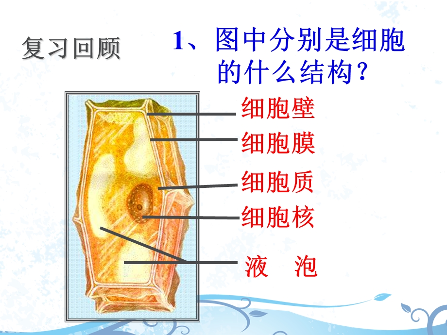 七年级生物观察动物细胞.ppt_第2页