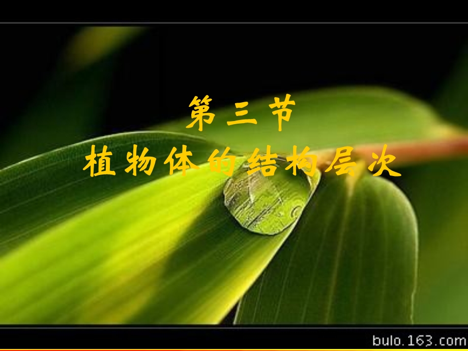 七年级第三节-植物体的结构层次.ppt_第1页