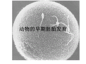 动物早期胚胎发育.ppt