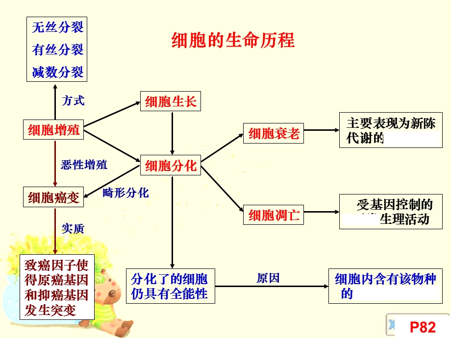 一轮复习-有丝分裂(经典).ppt_第2页