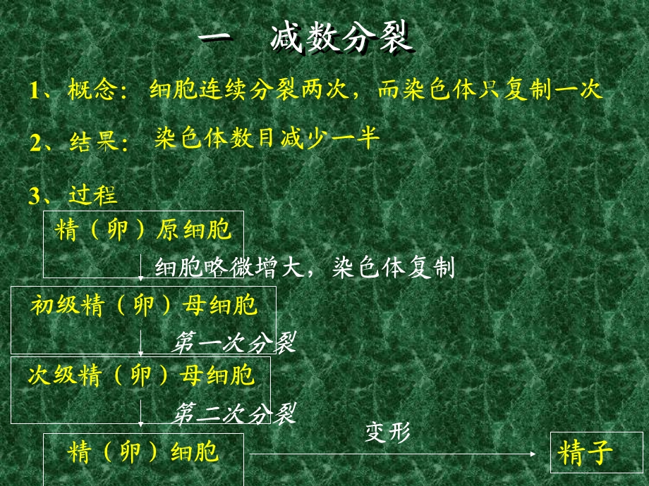 人教版教学课件基因和染色体的关系一减数分裂课件.ppt_第2页