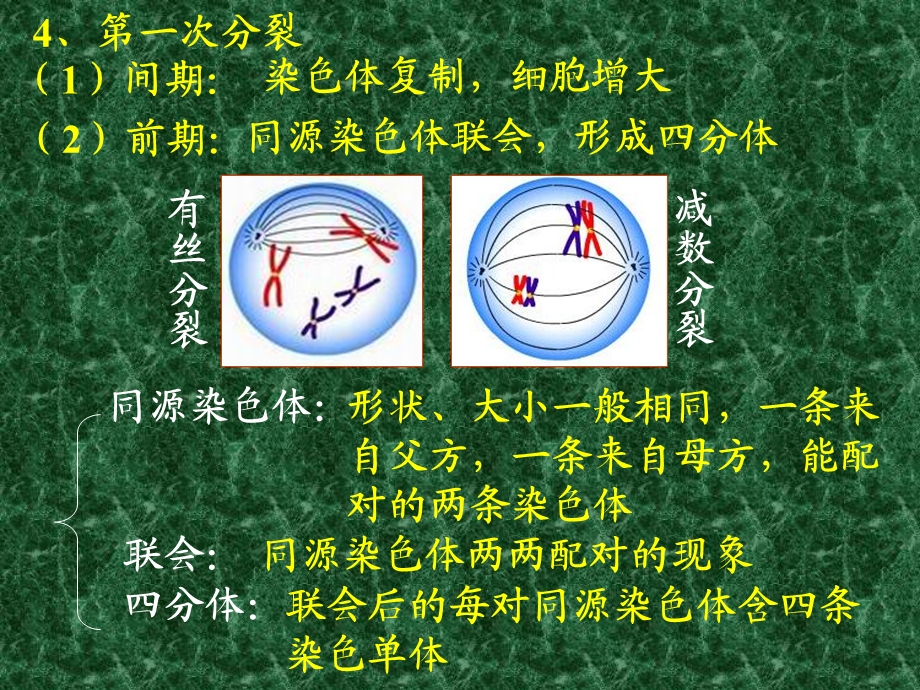 人教版教学课件基因和染色体的关系一减数分裂课件.ppt_第3页