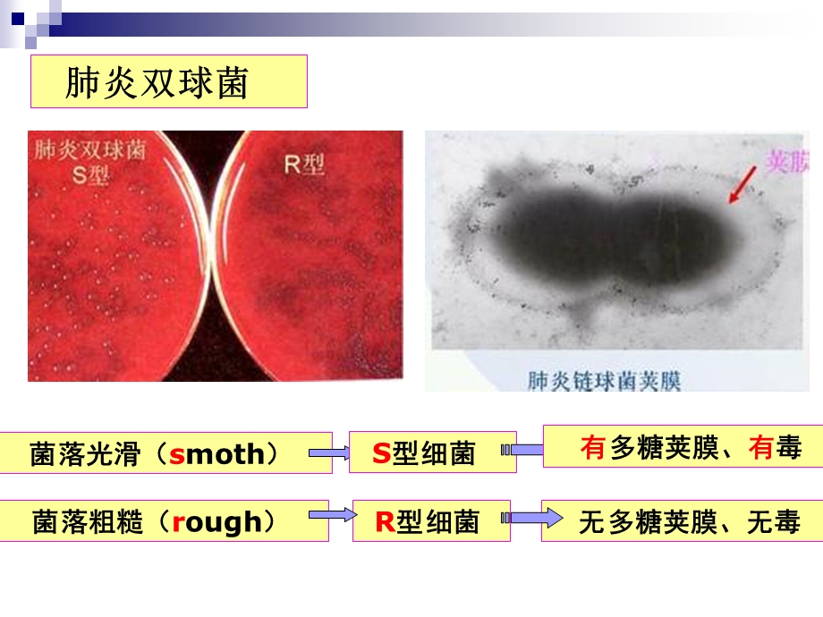 DNA是主要的遗传物质动画版课件.ppt_第3页