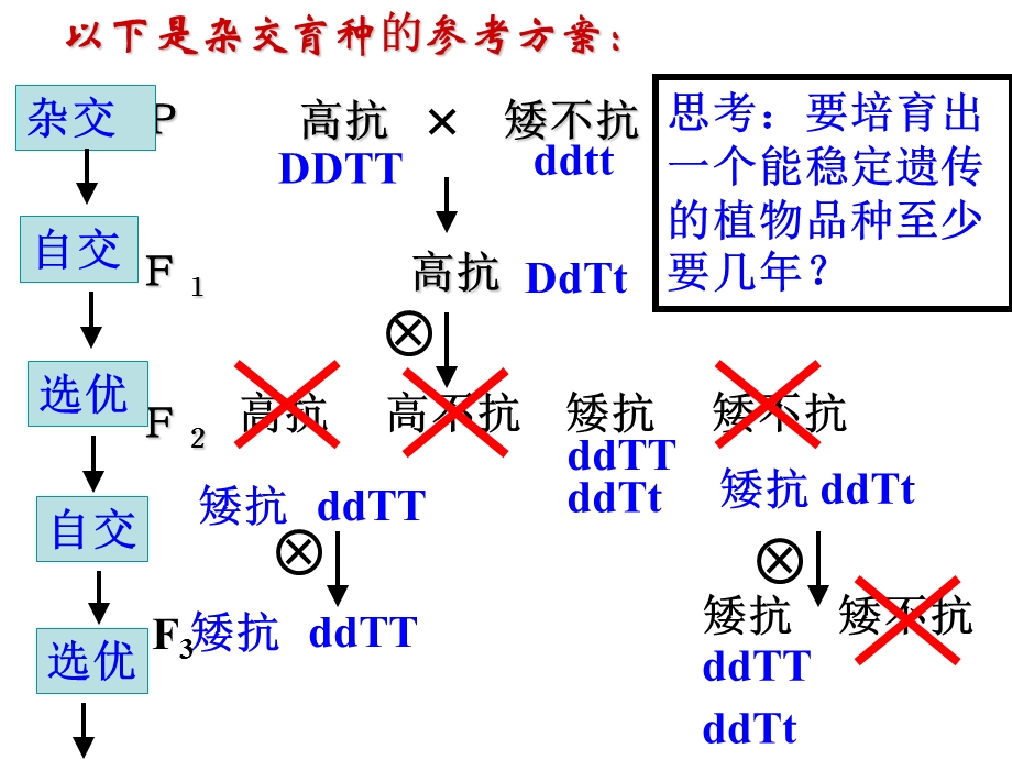 一轮复习第六章《从杂交育种到基因工程》.ppt_第3页