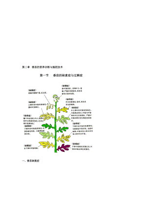 番茄茄子辣椒文图.doc