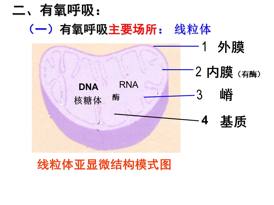 一轮复习ATP的主要来源-细胞呼吸.ppt_第3页