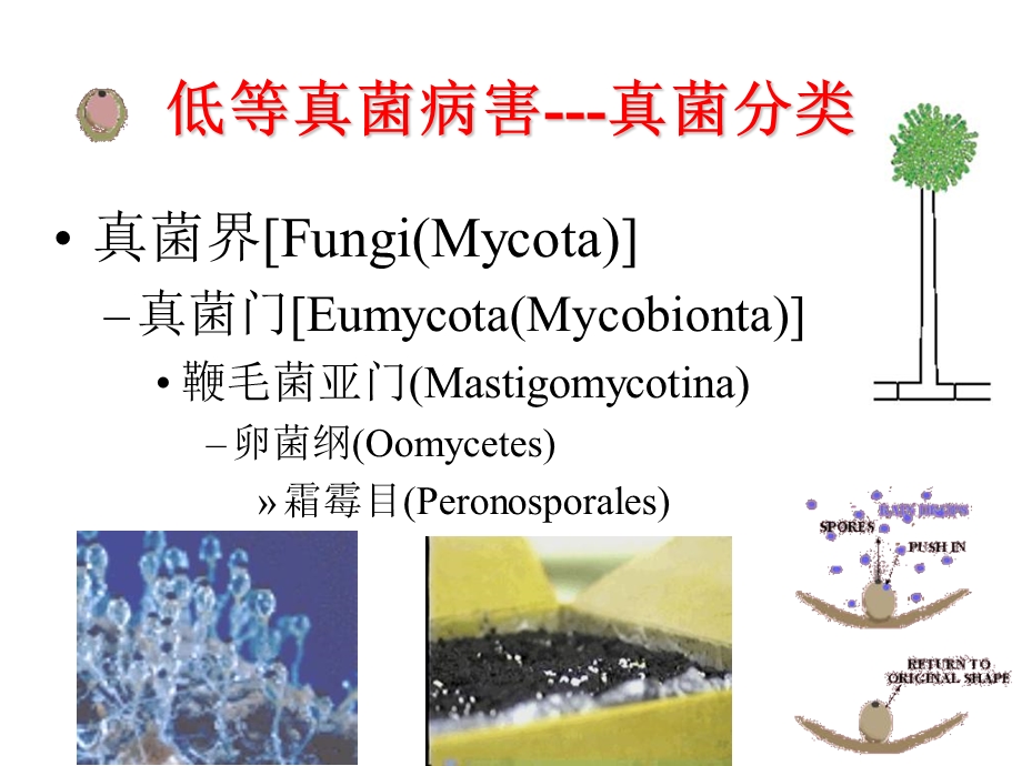 植物低等真菌病害防治技术.ppt_第2页