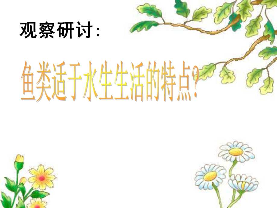 一节动物的主要类群鱼类.ppt_第3页