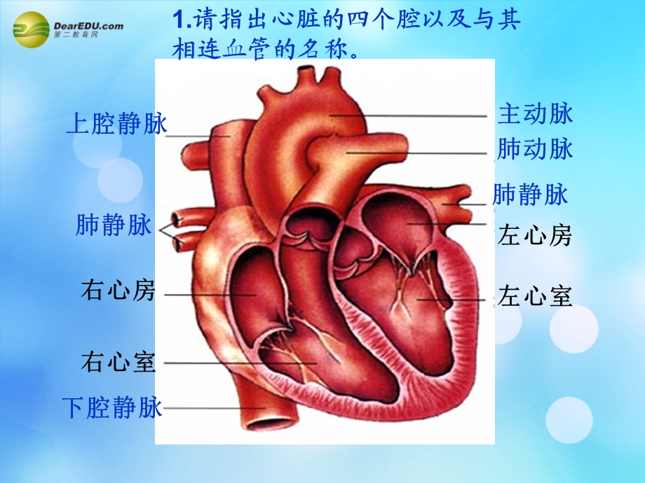 七年级生物下册物质运输的途径课件济南版.ppt_第2页