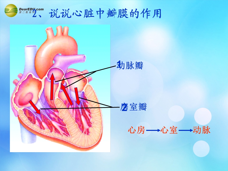 七年级生物下册物质运输的途径课件济南版.ppt_第3页